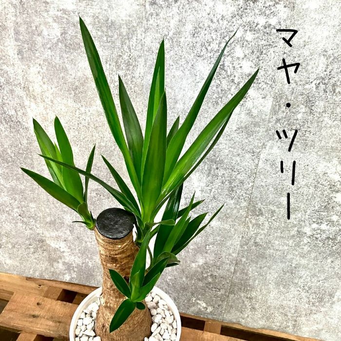 観葉植物現品販売