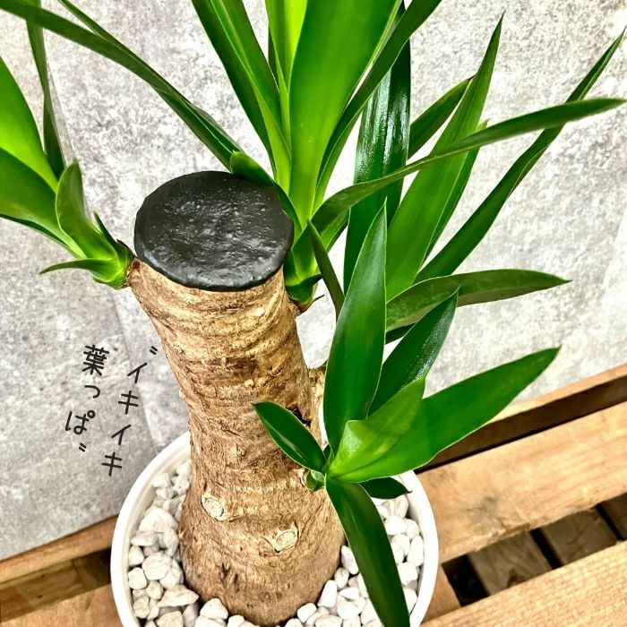 観葉植物現品販売