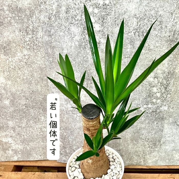 観葉植物現品販売
