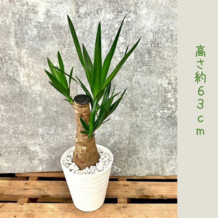 観葉植物現品販売