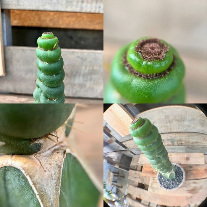 観葉植物現品販売