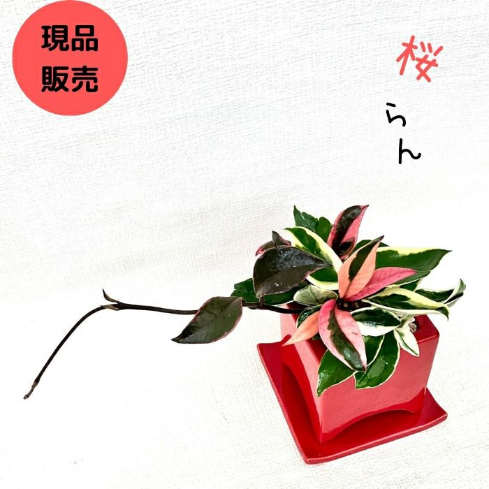 観葉植物現品販売