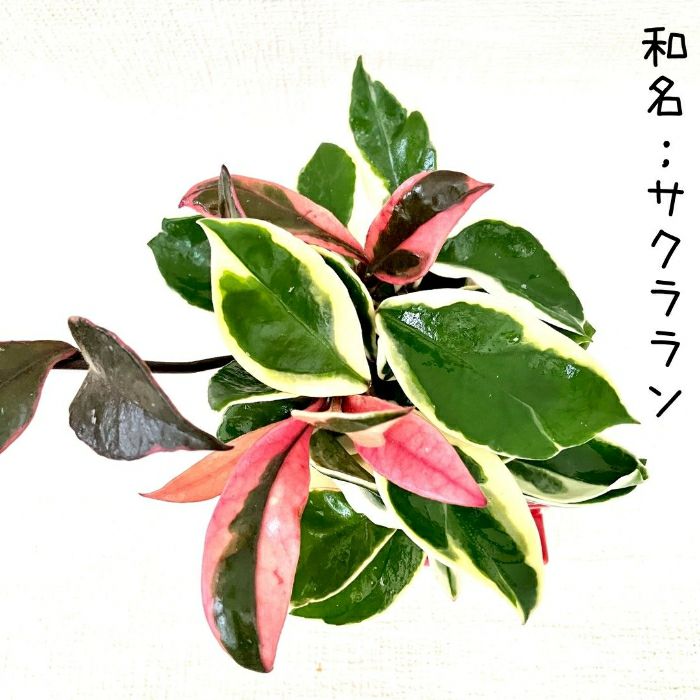 観葉植物現品販売