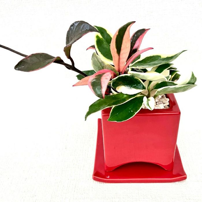 観葉植物現品販売