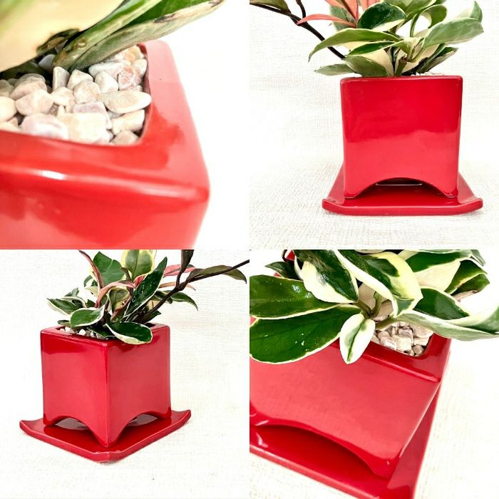 観葉植物現品販売