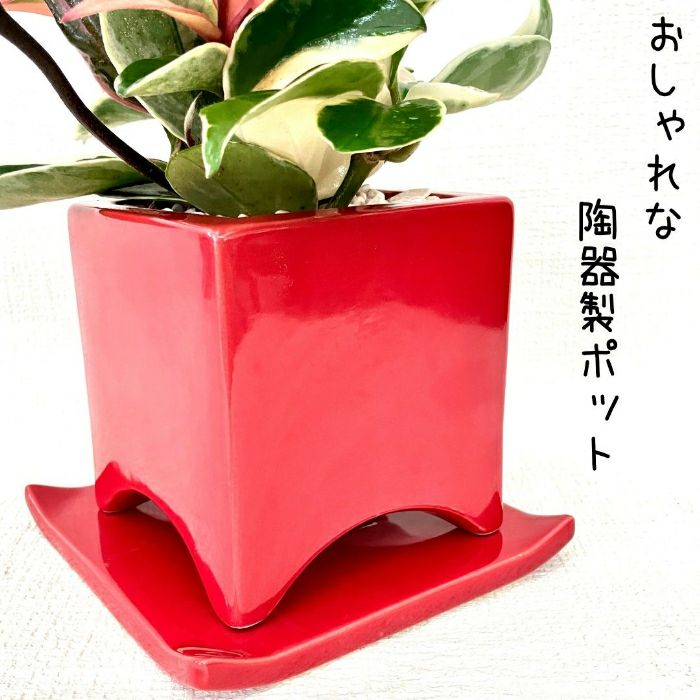 観葉植物現品販売