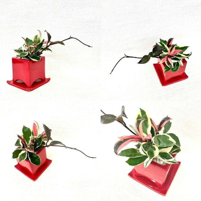 観葉植物現品販売