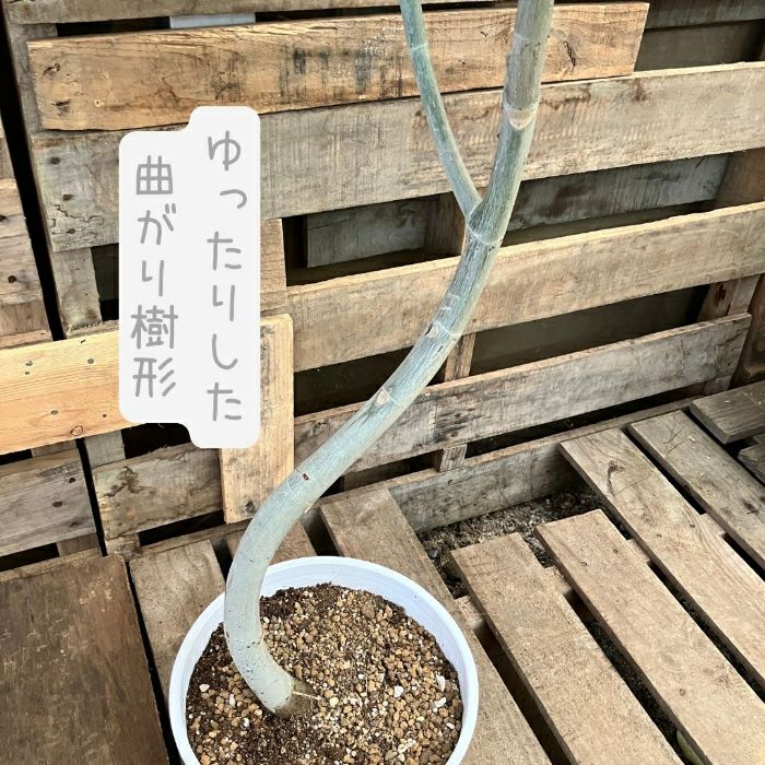 観葉植物現品販売