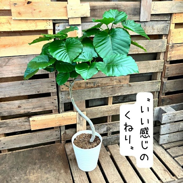 観葉植物現品販売