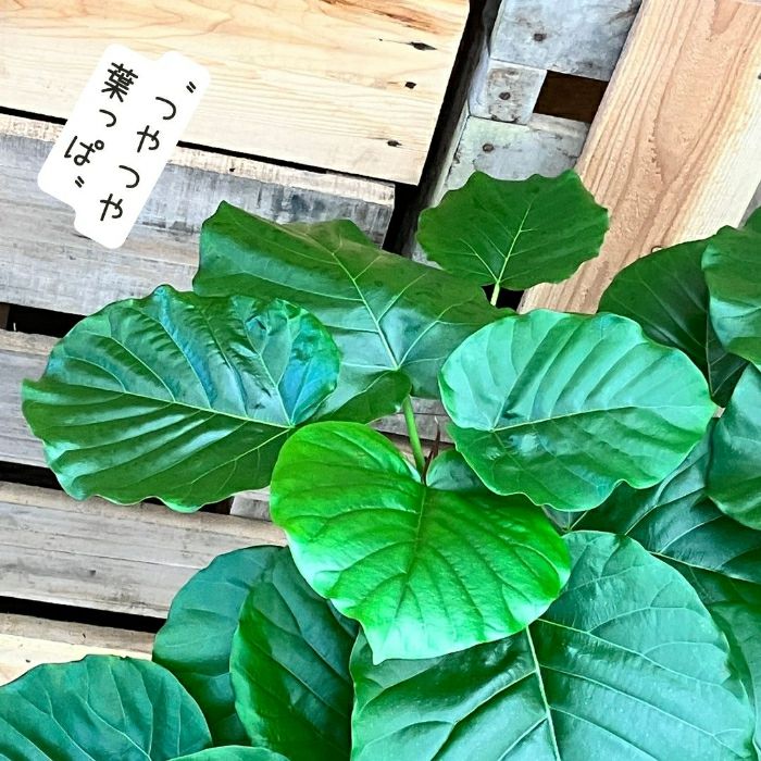 観葉植物現品販売