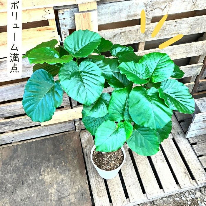 観葉植物現品販売