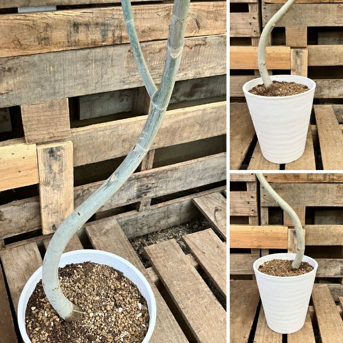 観葉植物現品販売