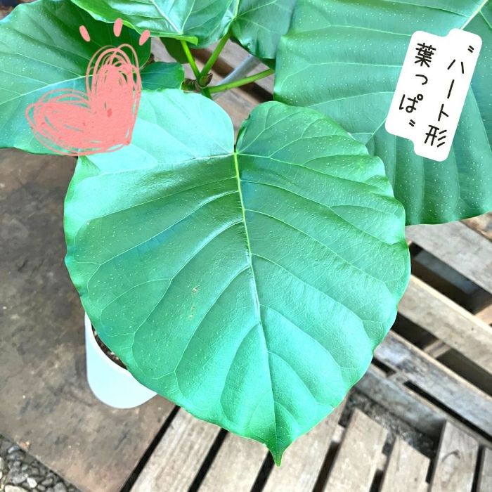 観葉植物現品販売