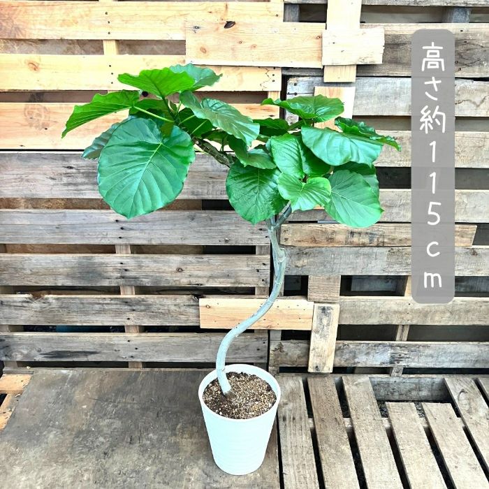 観葉植物現品販売