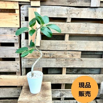 フィカス　ベンガレンシス　(ベンガルボダイジュ) 極太幹　引き取り希望　着払い フィカス・ベンガレンシス（ベンガルボダイジュ） 朴仕立て 10号