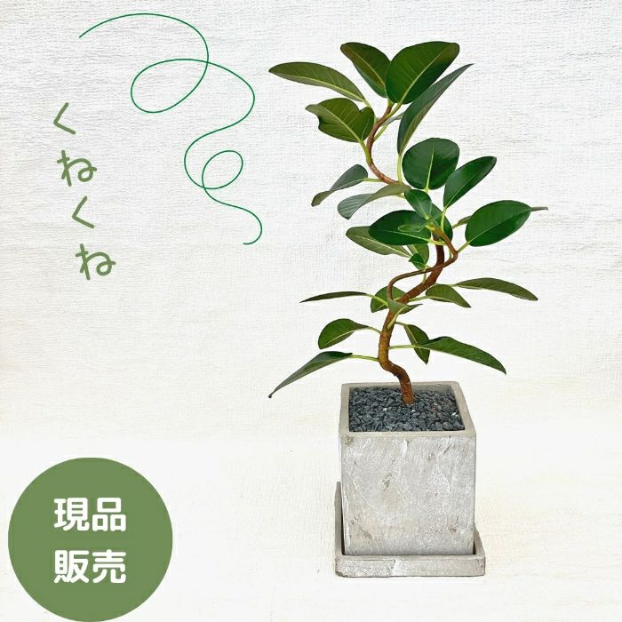 観葉植物現品販売