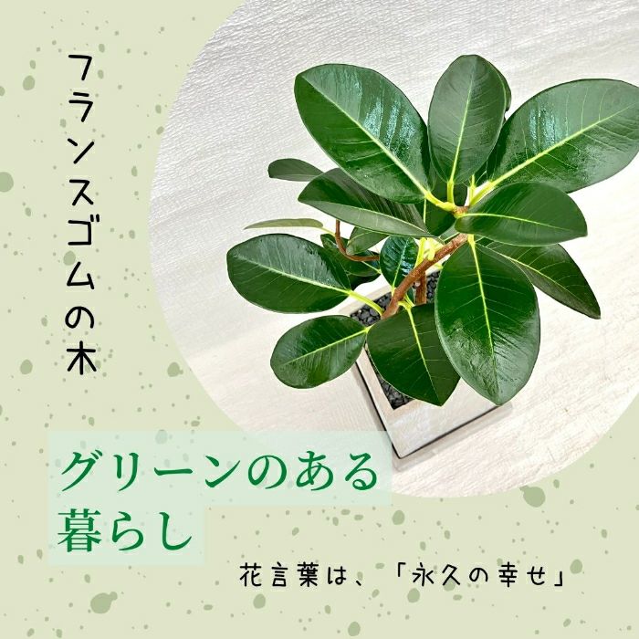観葉植物現品販売