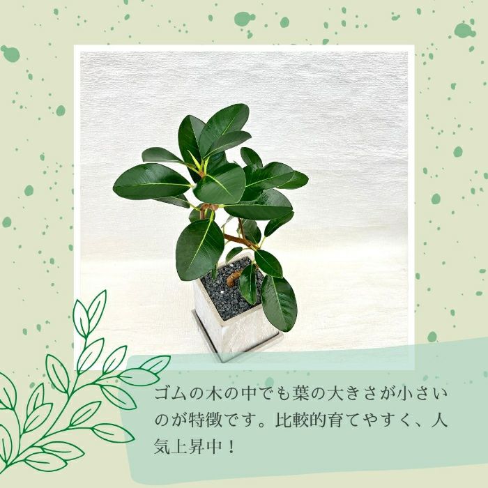 観葉植物現品販売