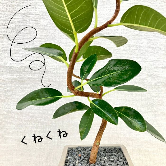 観葉植物現品販売