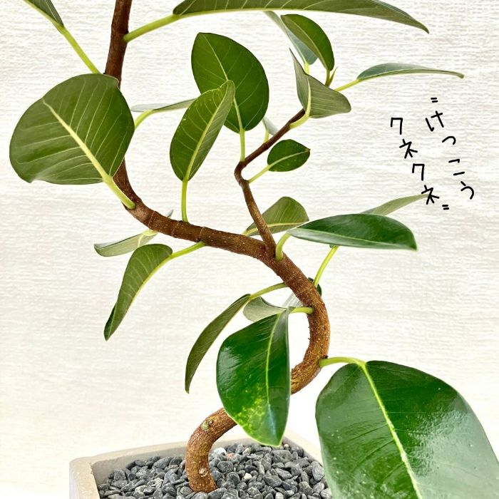 観葉植物現品販売