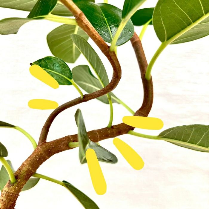 観葉植物現品販売