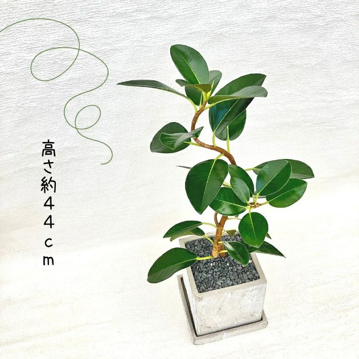 観葉植物現品販売