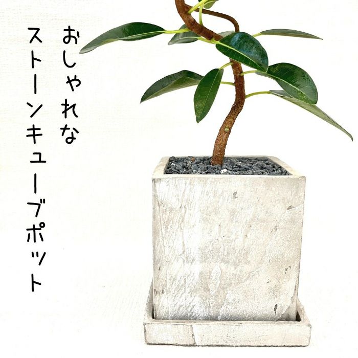 観葉植物現品販売