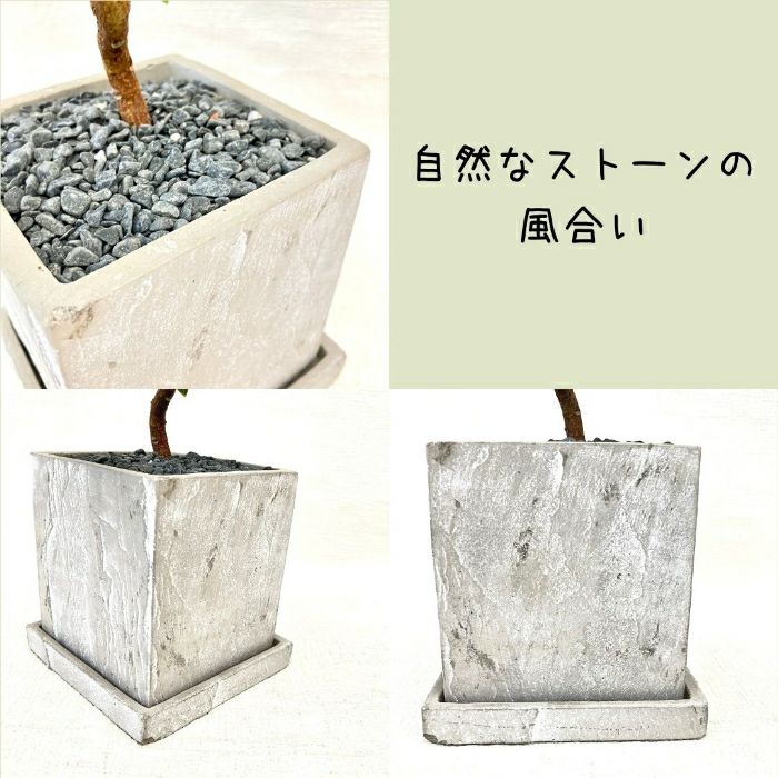 観葉植物現品販売