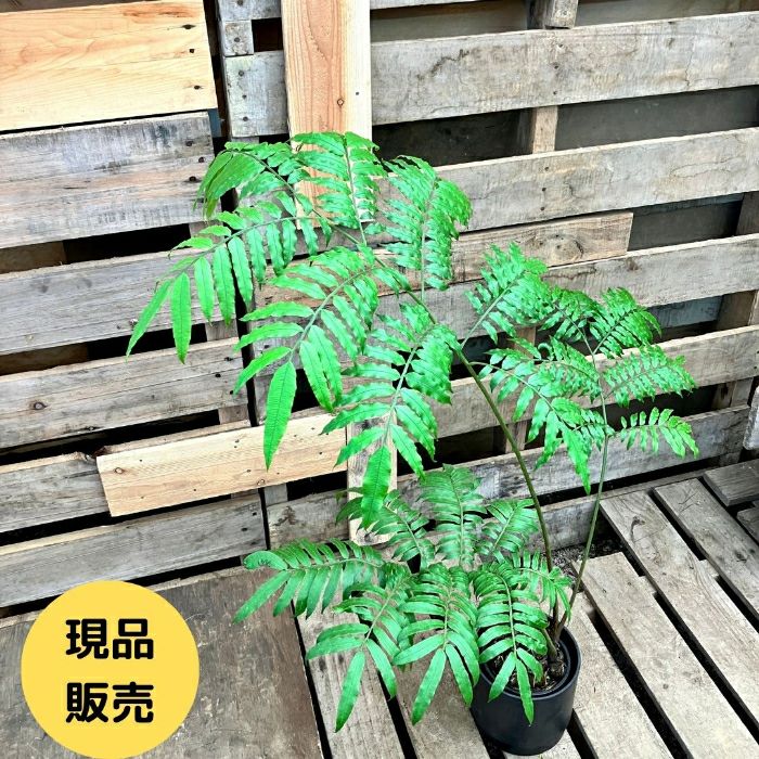 観葉植物現品販売