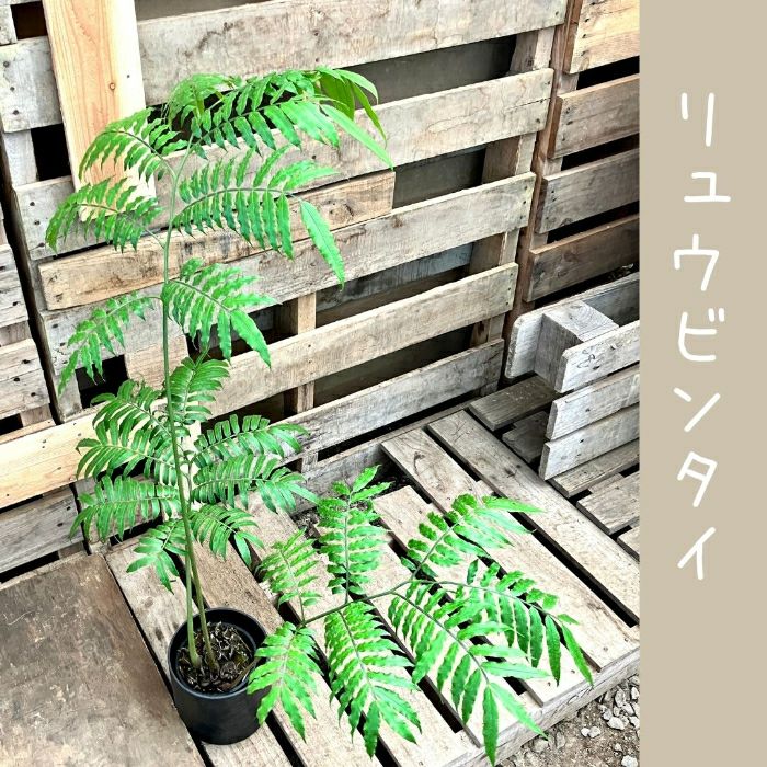 観葉植物現品販売