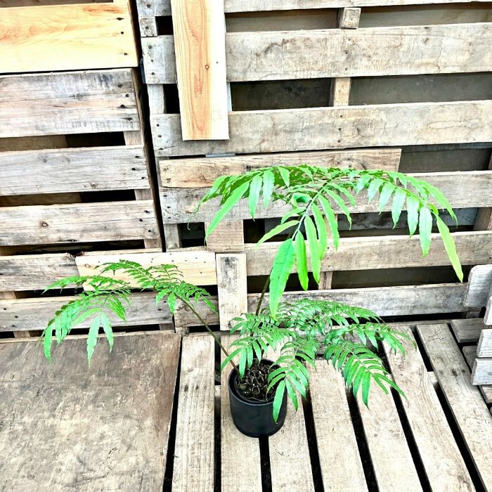 観葉植物現品販売