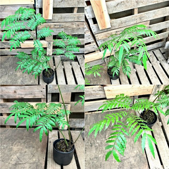 観葉植物現品販売