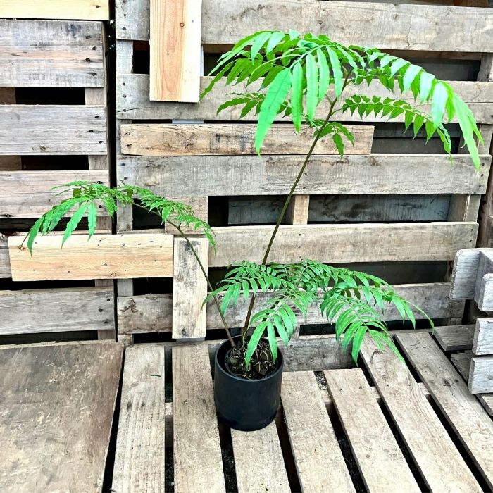 観葉植物現品販売