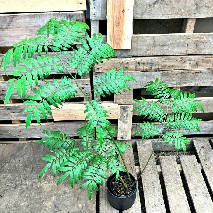観葉植物現品販売
