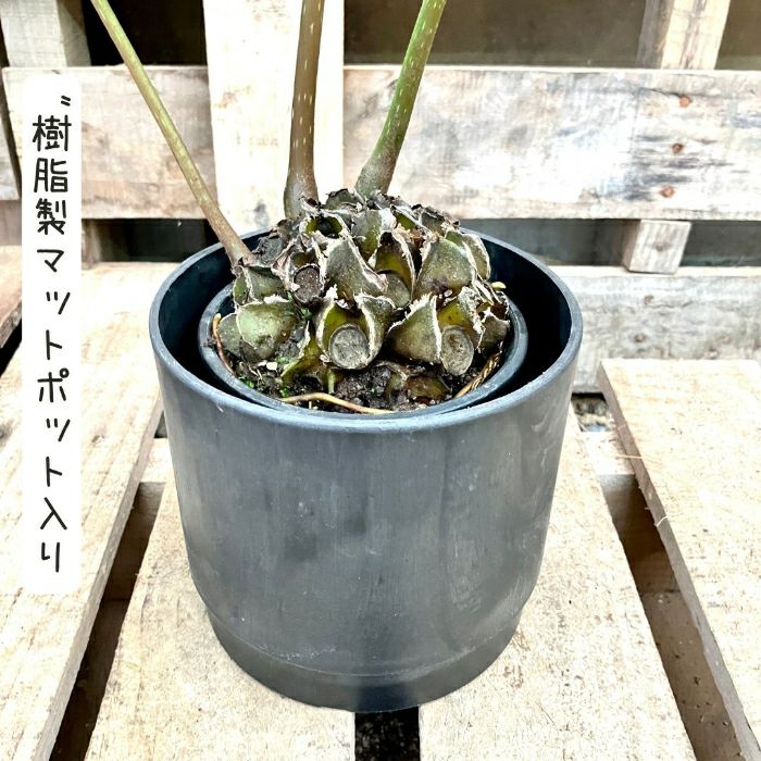 観葉植物現品販売