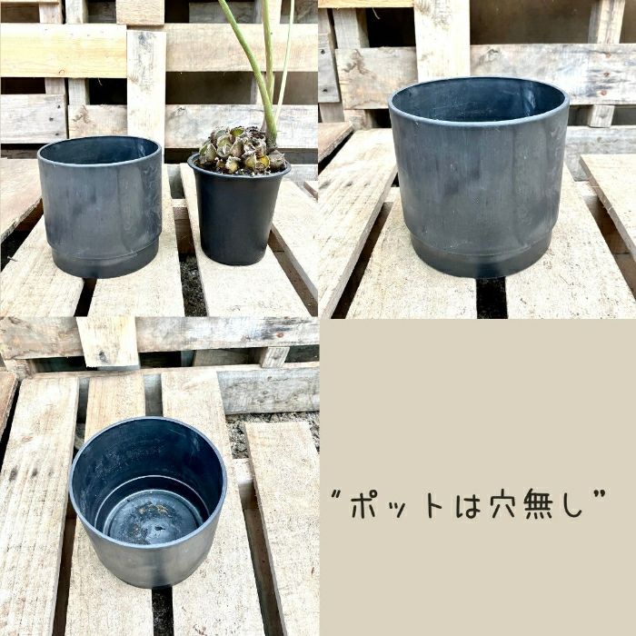 観葉植物現品販売