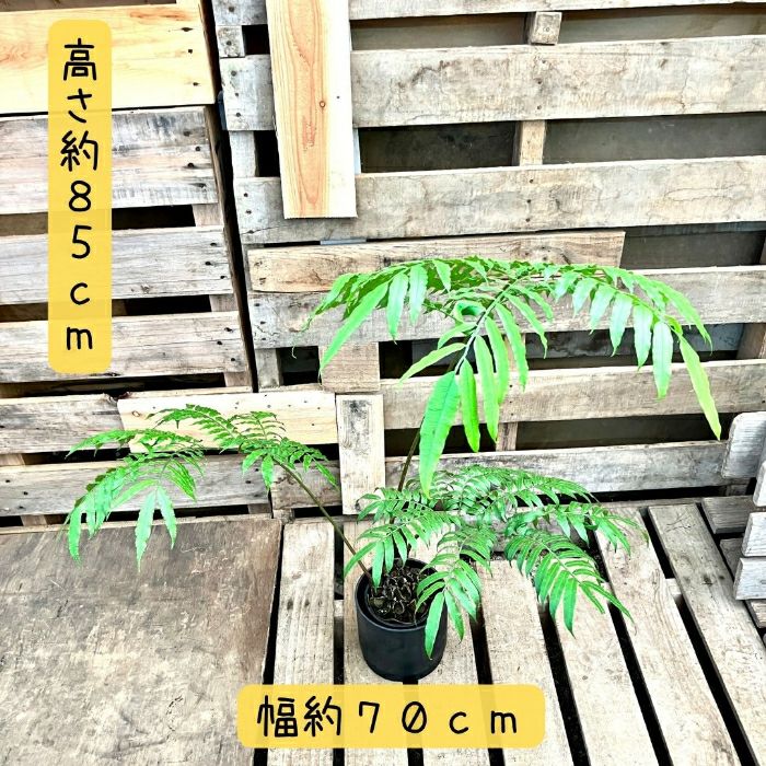 観葉植物現品販売