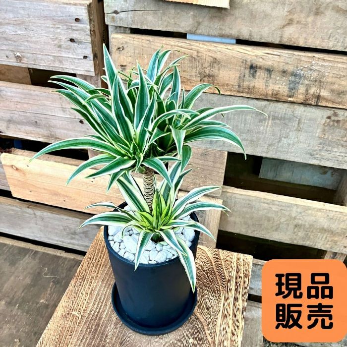 観葉植物現品販売