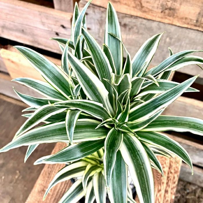 観葉植物現品販売