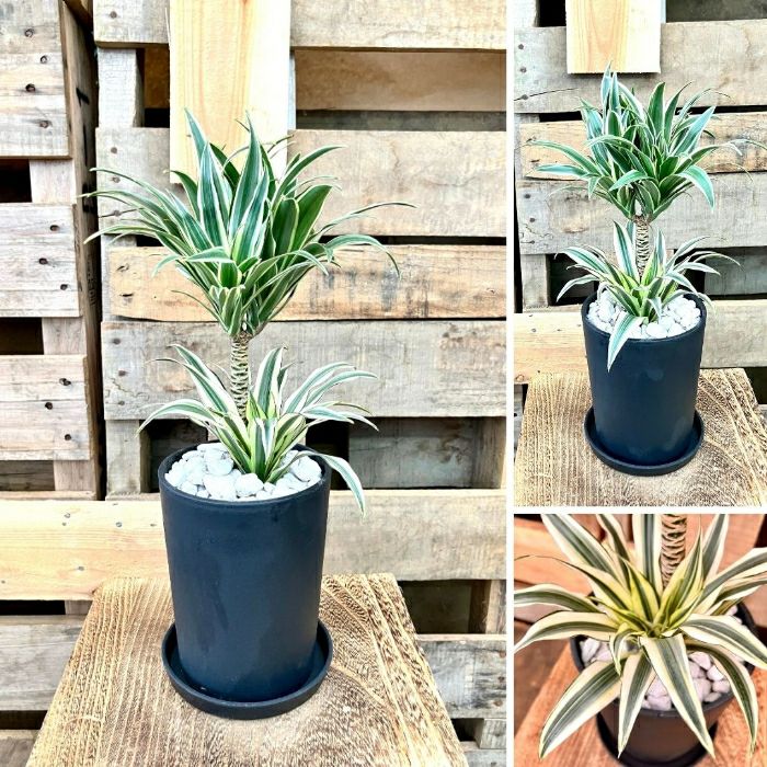 観葉植物現品販売