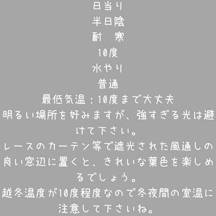 観葉植物現品販売