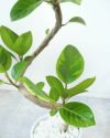 フィカス・アルテシーマ・バリエガタ シャイニーホワイト ラウンドポット 観葉植物