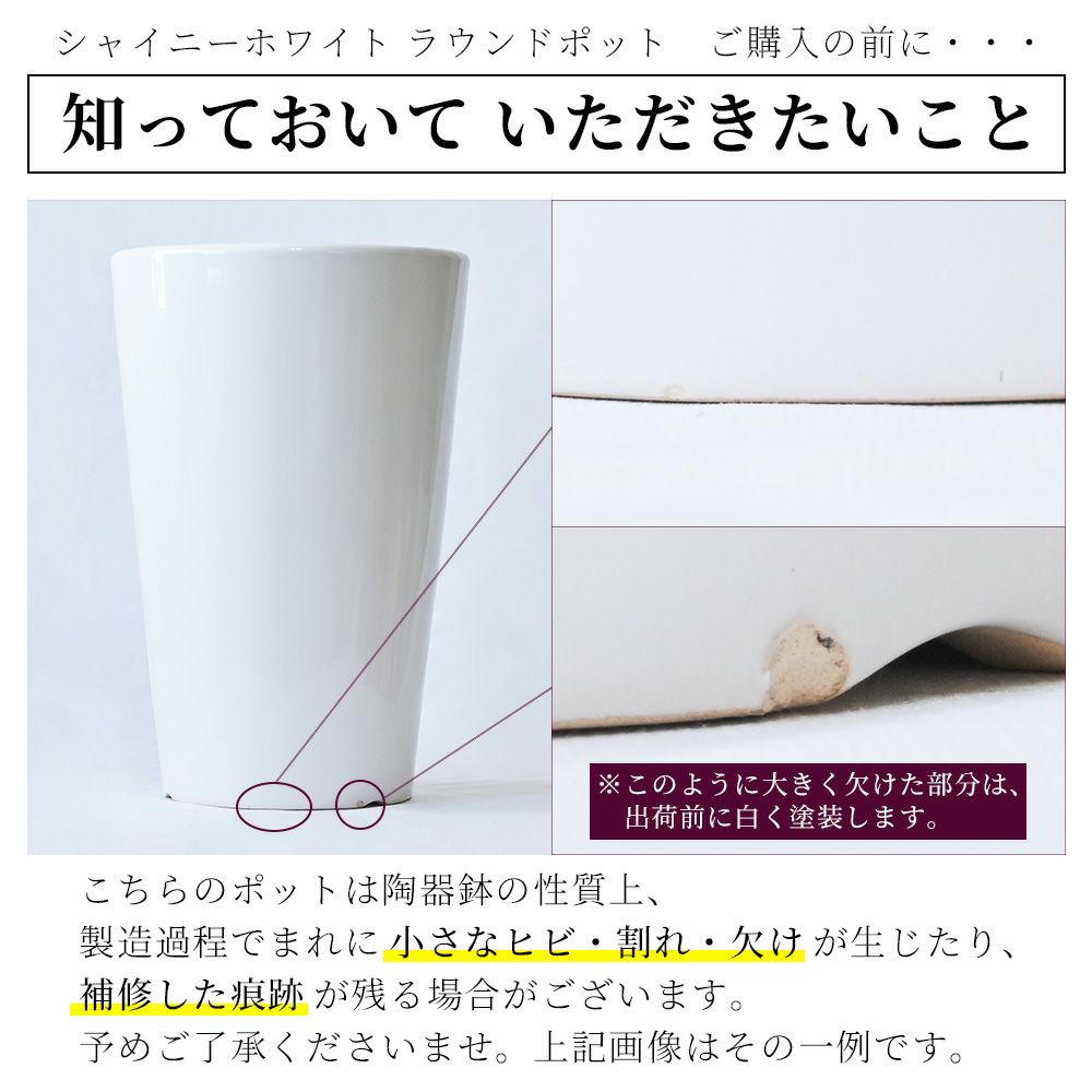 フィカス・アルテシーマ・バリエガタ シャイニーホワイト ラウンドポット 観葉植物