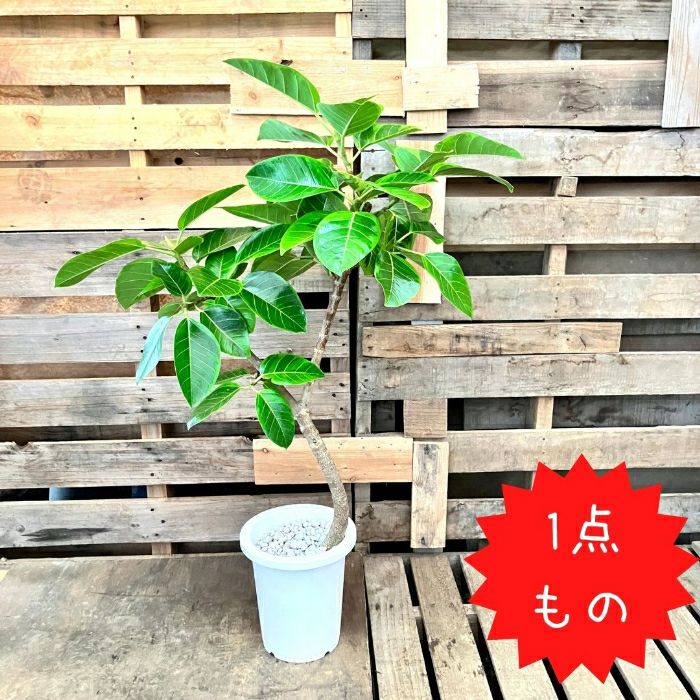 観葉植物現品販売