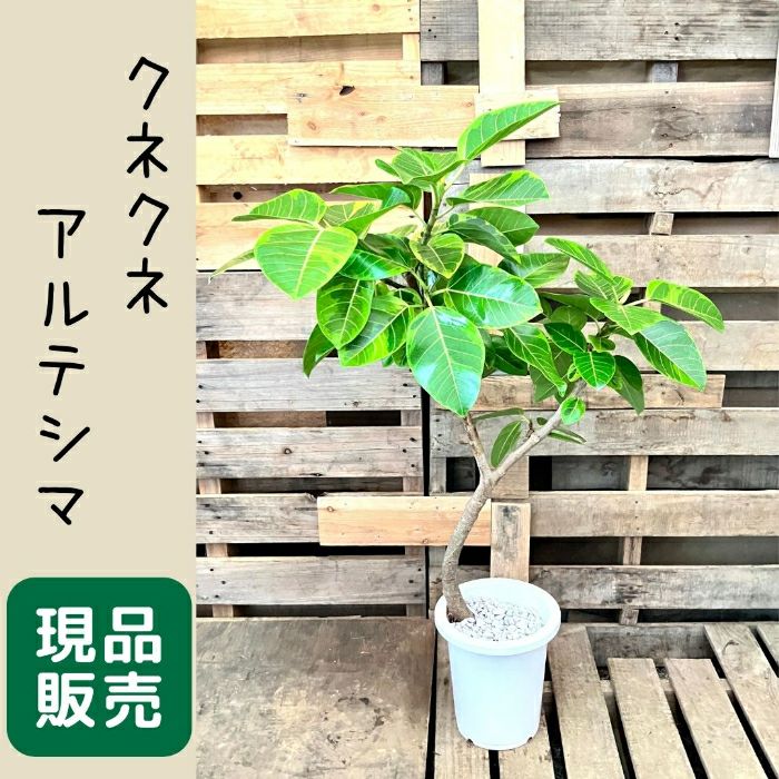 観葉植物現品販売