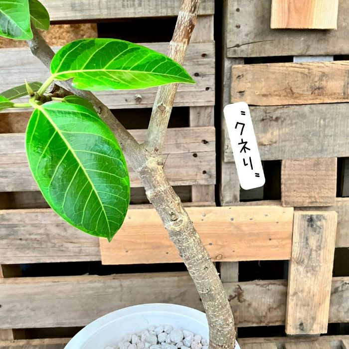 観葉植物現品販売