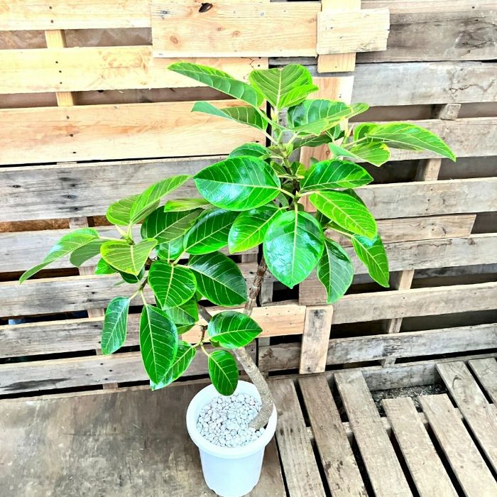 観葉植物現品販売