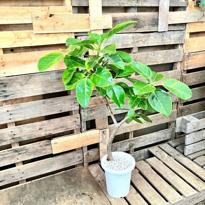 観葉植物現品販売