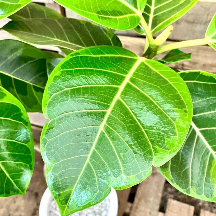 観葉植物現品販売