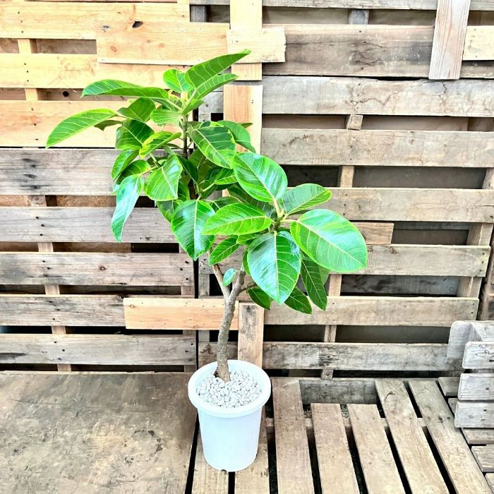 観葉植物現品販売